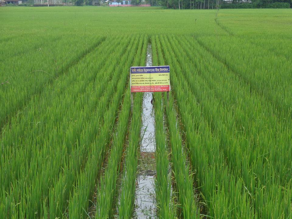 কৃষক পর্যায়ে বীজ উৎপাদন, ধান বীজ চাহিদার স্থায়ী সমাধান